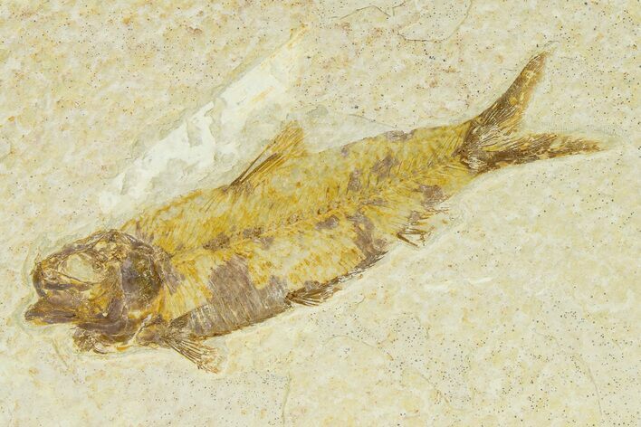 Detailed Fossil Fish (Knightia) - Wyoming #333834